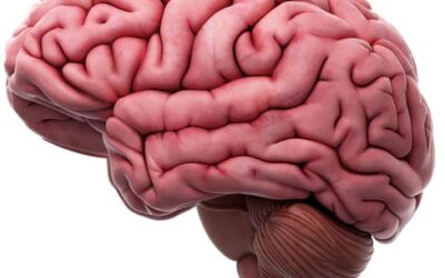 Cómo funciona el cerebro de los adolescentes